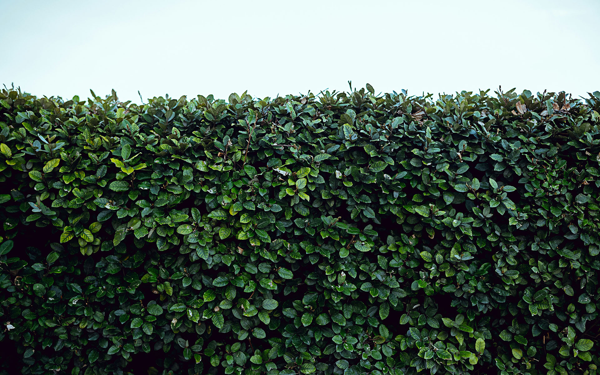 How to Trim and Shape Hedges