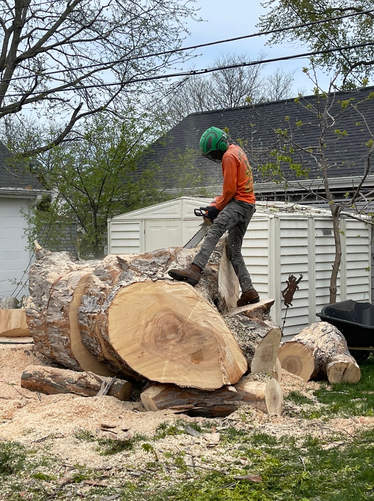man cutting a tree with a chainsaw